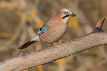 bird, nature, wildlife, jay
