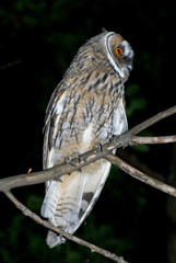long-eared, owl, bird, nature, animal