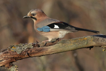 bird, nature, wildlife, jay