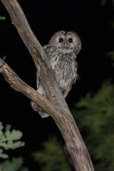 tawny, bird, owl, animal, nature