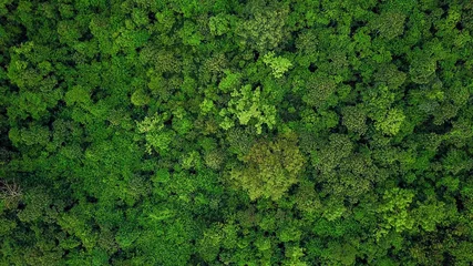Foto op Aluminium Aerial top view of the tropical rain forest. © Sekson
