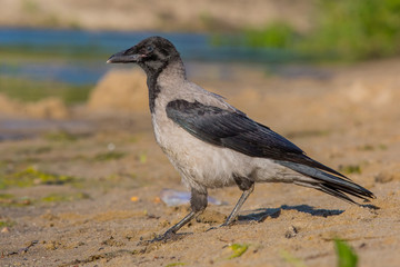 bird, nature, animal, crow