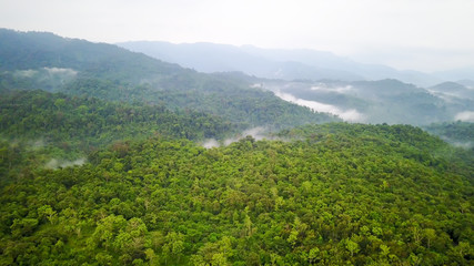 Aerial view of the tropical rain forest.