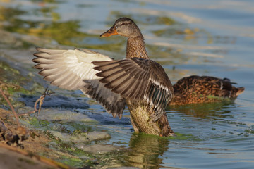 mallard, duck, bird,  mallard, animal