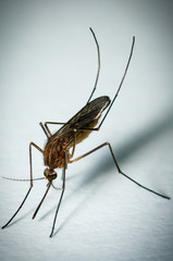 Close up of a female Mosquito