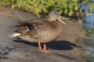 mallard, duck, bird,  mallard, animal