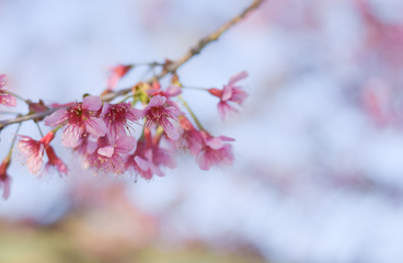 Beautiful Wild Himalayan Cherry blossom, Thai Sakura flower.