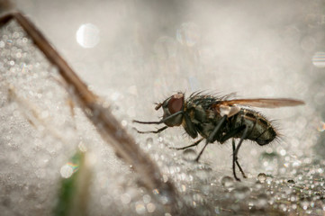  Close Up of an Isolated fly surrounded by water droplets 