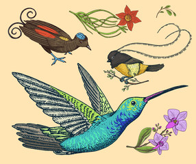 Small hummingbird, bird of paradise. daffodil and orchid with leaves and buds. Wedding flowers in spring garden. Exotic tropical animal icons. Golden tailed sapphire. engraved hand drawn in old sketch