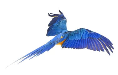 Foto op Plexiglas Blue-and-yellow macaw in studio © cynoclub