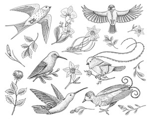 Fototapeta na wymiar Small hummingbird, birds of barn swallow set or martlet and titmouse, Rufous. daffodil and orchid with leaves and Rose bud. Wedding flower in spring garden. Exotic tropical animal. engraved hand drawn