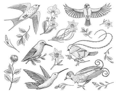 Small hummingbird, birds of barn swallow set or martlet and titmouse, Rufous. daffodil and orchid with leaves and Rose bud. Wedding flower in spring garden. Exotic tropical animal. engraved hand drawn