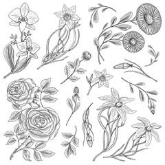 Flowers set, roses with leaves and buds, herb medicinal chamomile, daffodil and orchid, lily. Wedding botanical garden or plant. Vector illustration. engraved hand drawn in old victorian sketch.