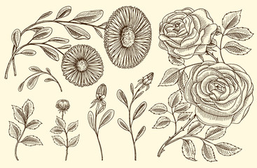 Roses with leaves and buds, herb medicinal chamomile. Wedding botanical flowers in the garden or spring plant. design for card. Vector illustration. engraved hand drawn in old victorian sketch.