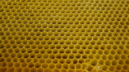 Part of a bee hive with pattern and yellow colour. Natural pattern created by bees for honey storage.