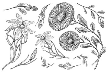 Lily with leaves and buds, herb medicinal chamomile. Wedding botanical flowers in the garden or spring plant. design for card. Vector illustration. engraved hand drawn in old victorian sketch.