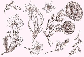Flowers set, herb medicinal chamomile with leaves and buds and lily. Wedding botanical garden or plant. Vector illustration. engraved hand drawn in old victorian sketch.