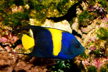 Fototapeta na wymiar Asfur Angelfish (Pomacanthus asfur) in Aquarium