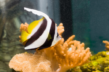 Longfin Bannerfish