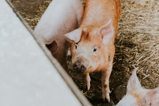 Kleiner Schwein/Ferkel