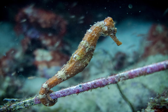 The lined seahorse (Hippocampus erectus) orange and white stripped