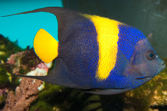 Asfur Angelfish (Pomacanthus asfur) in Aquarium