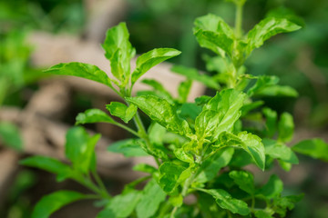 Basil leaves growing in organic vegetable garden