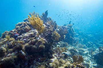 Hard coral, brain coral, fire coral and soft coral all appears in this underwater landscape.