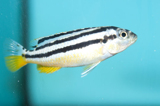 Auratus Cichlid (Melanochromis auratus)