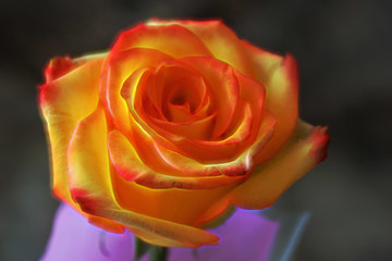 A major yellow-red a rose. The glow effect. Dark background. Clo