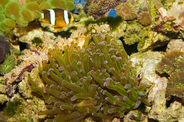 Naklejka na ściany i meble Frogspawn Coral (Polyp)