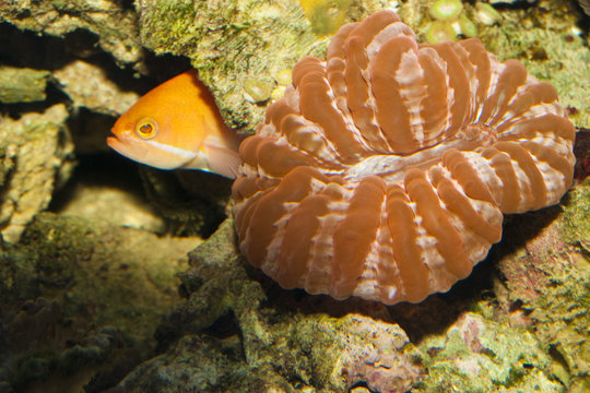 Cynarina Button, Doughnut, Flat Brain Coral in Aquarium