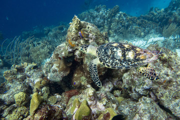 Obraz na płótnie Canvas The hawksbill sea turtle (Eretmochelys imbricata) is a critically endangered sea turtle