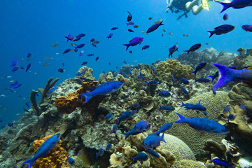 Creole wrasse school. This fish feed on plankton, including small jellyfish, pelagic tunicates, and invertebrate larvae. They are is active by day, and at night it retreats alone in the reef to sleep.