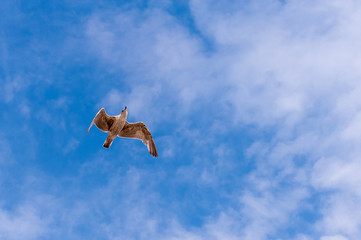 Gleitende Möwe unter blauem Himmel mit einigen Wolken
