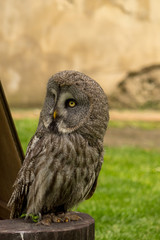 An brown Owl looking to the left