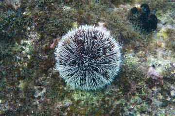 Sea egg, white sea urchin (Tripneustes ventricosus) - 192182115