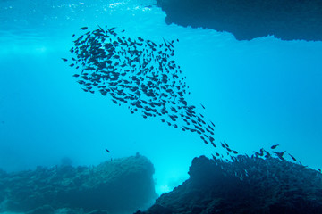 School of Glassy sweeper fish at the entrance of a sea cave. - 192182116