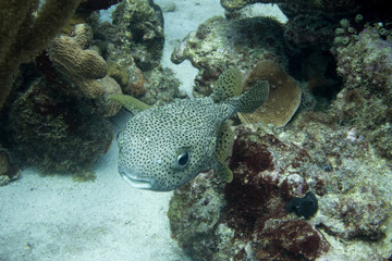 Smiling porcupinefish ! The spot-fin porcupinefish is a medium-sized fish which grows up to 91 cm. - 192182134