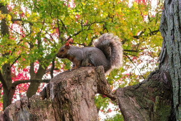 Gray brown squirrel sitting on a trunk in a parc during fall in Montreal, Quebec - 192182142