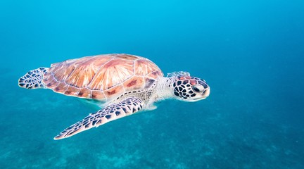 The hawksbill sea turtle (Eretmochelys imbricata) is a critically endangered sea turtle - 192182162