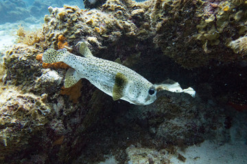 The spot-fin porcupinefish is a medium-sized fish which grows up to 91 cm. - 192182165