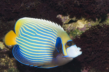 Fototapeta na wymiar Emperor Angelfish (Pomacanthus imperator)