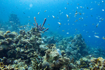 Fototapeta na wymiar Coral reef with a multitude of fish and purple branching vase sponge.