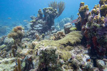 Naklejka na ściany i meble Underwater landscape with coral reef fish