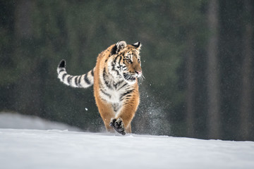 Siberian Tiger in the snow (Panthera tigris) 