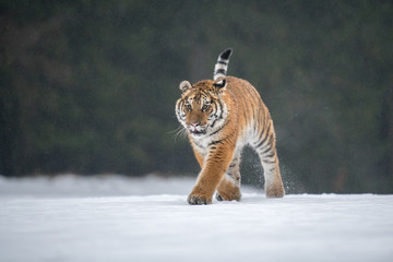 Siberian Tiger in the snow (Panthera tigris) 