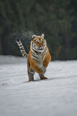 Siberian Tiger in the snow (Panthera tigris) 