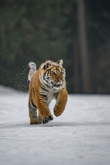Siberian Tiger in the snow (Panthera tigris) 