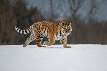 Fototapeta na wymiar Siberian Tiger in the snow (Panthera tigris) 